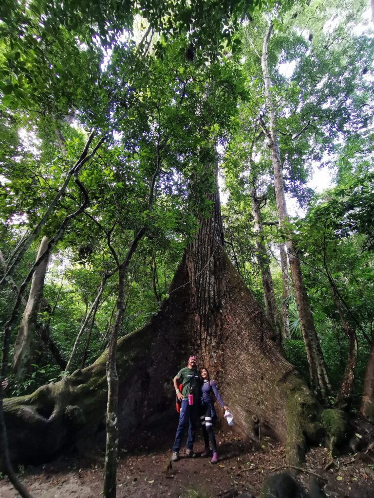 Viajeros junto a una ceiba gigante en la selva de Tikal